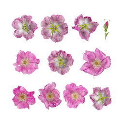 Rosehip Bush Flowers