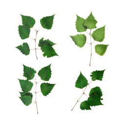 Different Branches of Birch
