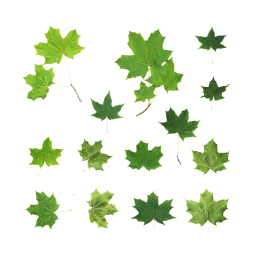Différentes feuilles de sycomore