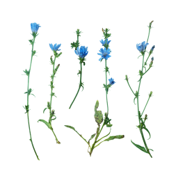 Цикорий с синими цветами