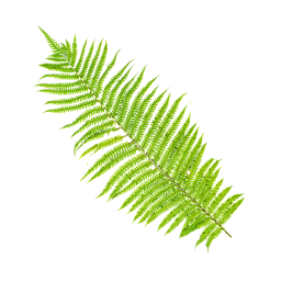 Forest Fern Leaf