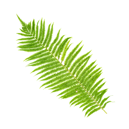 Large Fern Leaf