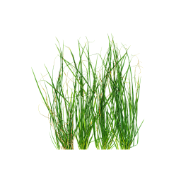 Green Grass Bush