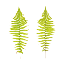 Large Fern Leaves