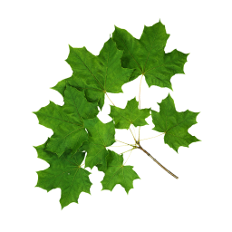 Green Branch of Sycamore