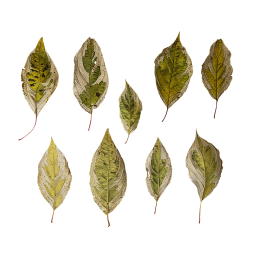 Elegantissima Leaves