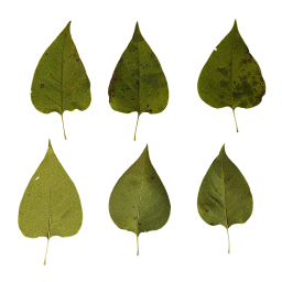 Разные листья сирени
