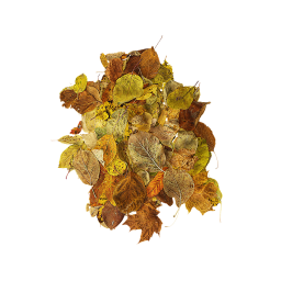 Pile of Autumn Leaves