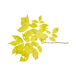 Yellow Branch of Ash-leaved maple