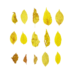 Ash-leaved Maple Leaves