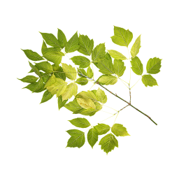 Ash-leaved Maple Branch