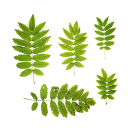 Rowan leaves