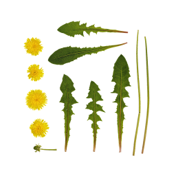 Dandelion Stems and Leaves