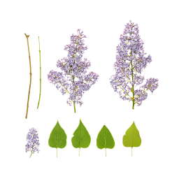 Lilac Flowers and Leaves