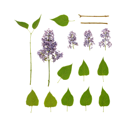 Bunches and Leaves of Lilac
