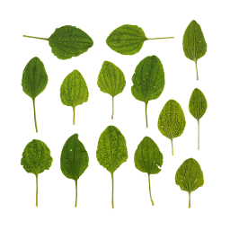 Plantain Leaves