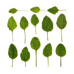 Green Plantain Leaves
