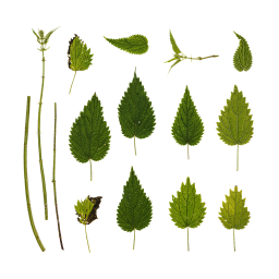 Nettle Leaves and Stems
