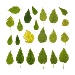 Different Nettle Leaves