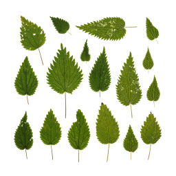Green Nettle Leaves