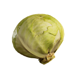 Head of Young Cabbage