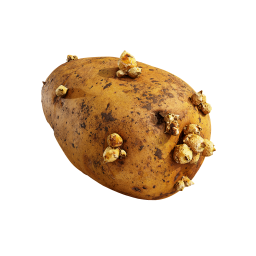 Грязный проросший картофель