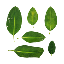 Green Ficus Leaves