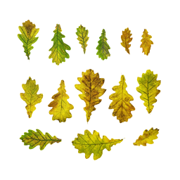 Yellow Oak Leaves