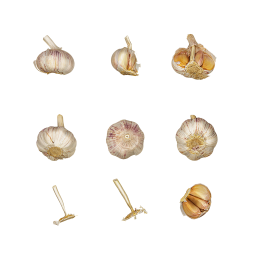 Heads of Garlic