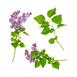 Lilac Branches