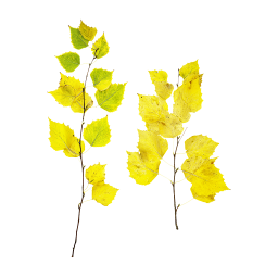 Yellow Birch Branches