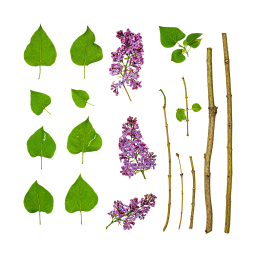 Lilac Stems and Leaves