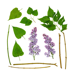 Lilac Leaves and Flowers