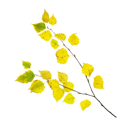 Yellow Birch Branch
