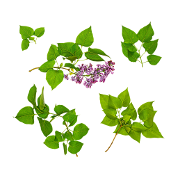 Lilac Leaves
