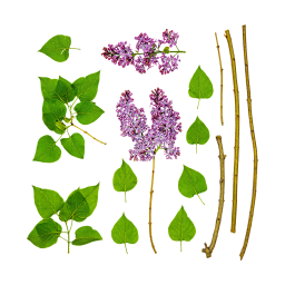 Lilac Leaves