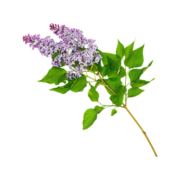 Lilac Branch