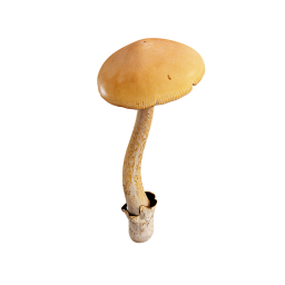Тонкий коричневый гриб