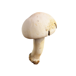 White Forest Mushroom