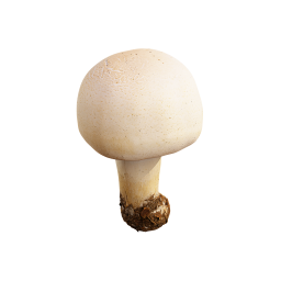 Mushroom Toadstool