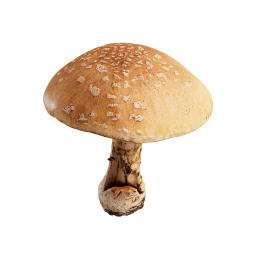 Pilz mit großem Hut