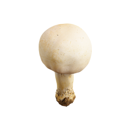 Pilz mit weißer Kappe