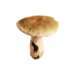 Large Forest Mushroom
