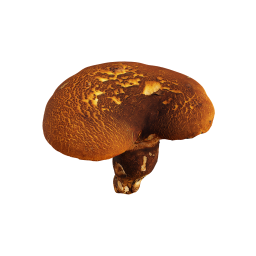 Brown Forest Mushroom