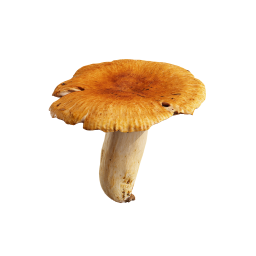 Yellow Wild Mushroom