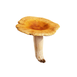 Желтый лесной гриб
