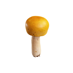 Kleiner gelber Pilz