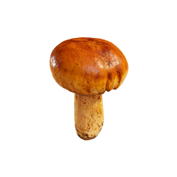 Mushroom «Oiler»
