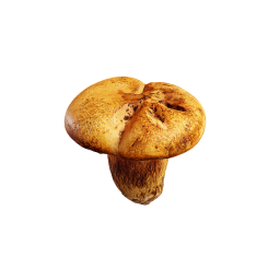 Маленький коричневый гриб
