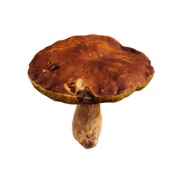 Gros champignon brun